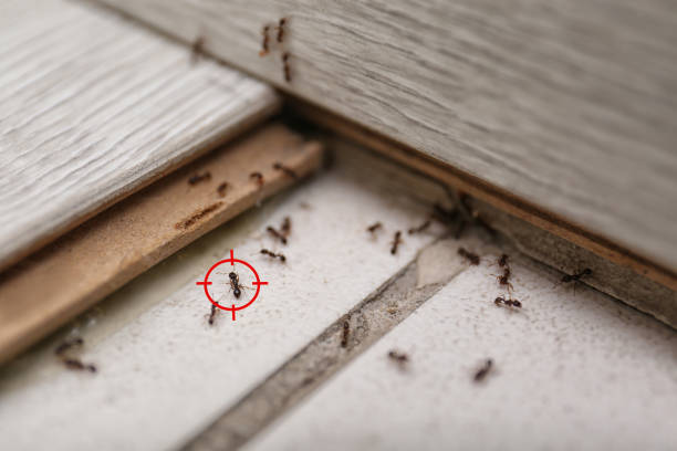 Best Local Pest Control Services  in Bon Aqua Junction, TN